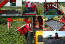 JOANNA MULTI-FRUIT – nowa jakość zbioru