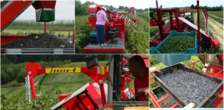 JOANNA MULTI-FRUIT – nowa jakość zbioru