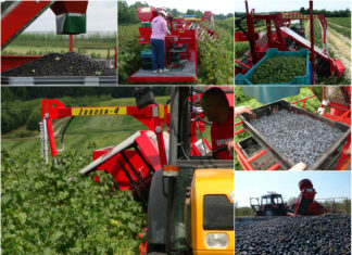 JOANNA MULTI-FRUIT – nowa jakość zbioru