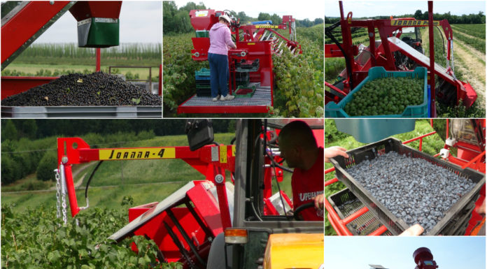 JOANNA MULTI-FRUIT – nowa jakość zbioru