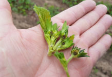 Kwietniowy mróz zbiera swoje żniwo!