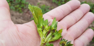 Kwietniowy mróz zbiera swoje żniwo!