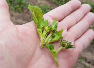 Kwietniowy mróz zbiera swoje żniwo!