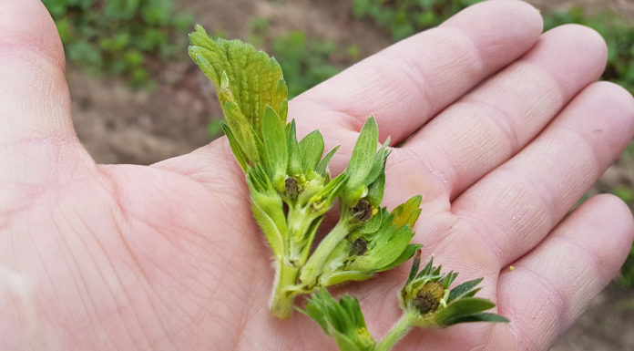 Kwietniowy mróz zbiera swoje żniwo!