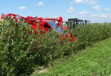 Kiepski początek kampanii aroniowej