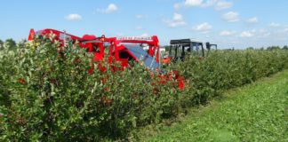 Kiepski początek kampanii aroniowej