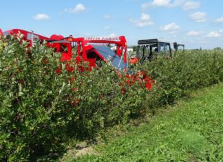 Kiepski początek kampanii aroniowej