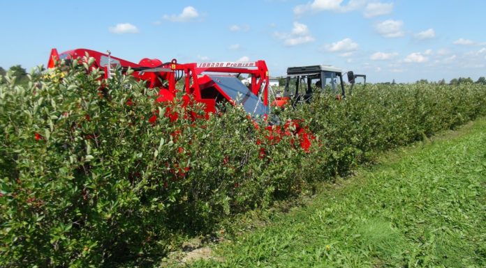Kiepski początek kampanii aroniowej