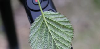 Zwalczanie szkodników malin – pierwsze zabiegi