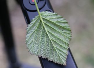 Zwalczanie szkodników malin – pierwsze zabiegi