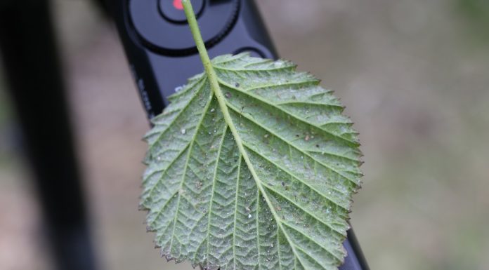 Zwalczanie szkodników malin – pierwsze zabiegi