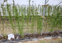 Jak wygląda sytuacja na lubelskich plantacjach malin? (cz. II)