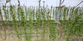 Malinowe Factory 2017 – rozpoczęcie sezonu i pierwsze zabiegi