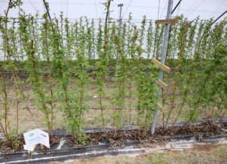 Malinowe Factory 2017 – rozpoczęcie sezonu i pierwsze zabiegi