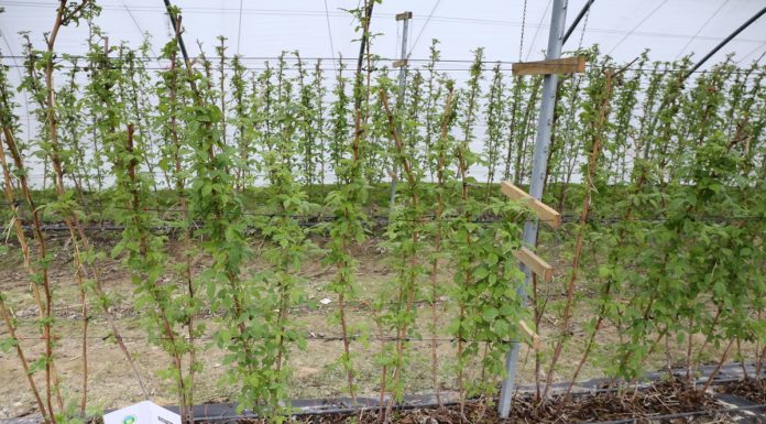 Malinowe Factory 2017 – rozpoczęcie sezonu i pierwsze zabiegi