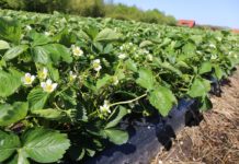 Kompleksowa ochrona truskawek