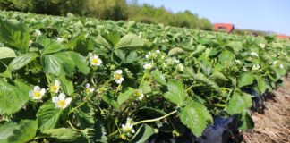 Kompleksowa ochrona truskawek