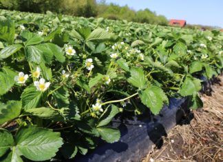 Kompleksowa ochrona truskawek