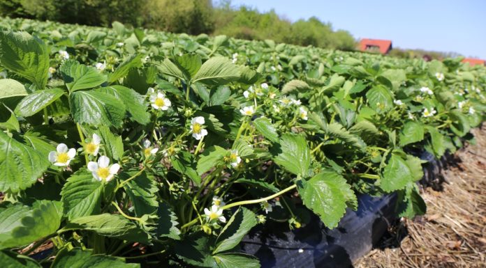 Kompleksowa ochrona truskawek