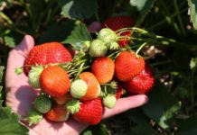 Truskawki dla przetwórstwa będą w cenie
