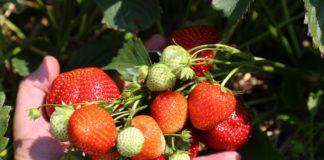 Truskawki dla przetwórstwa będą w cenie