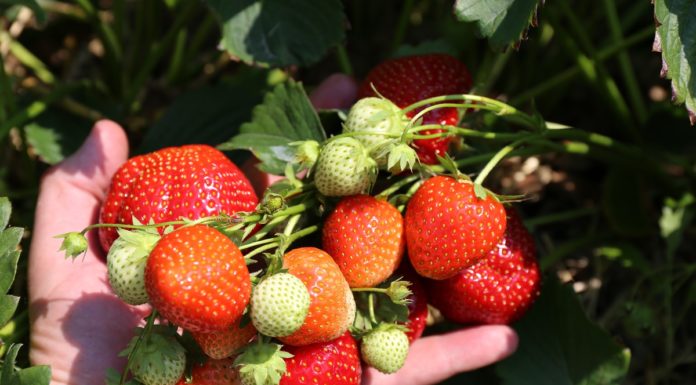 Truskawki dla przetwórstwa będą w cenie