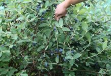 Jagoda kamczacka – znane i nowe polskie odmiany