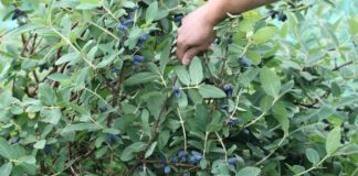 Jagoda kamczacka – znane i nowe polskie odmiany