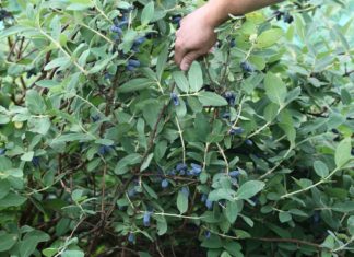 Jagoda kamczacka – znane i nowe polskie odmiany