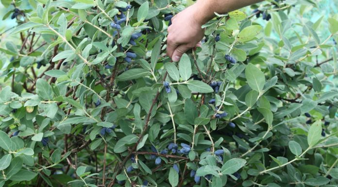 Jagoda kamczacka – znane i nowe polskie odmiany