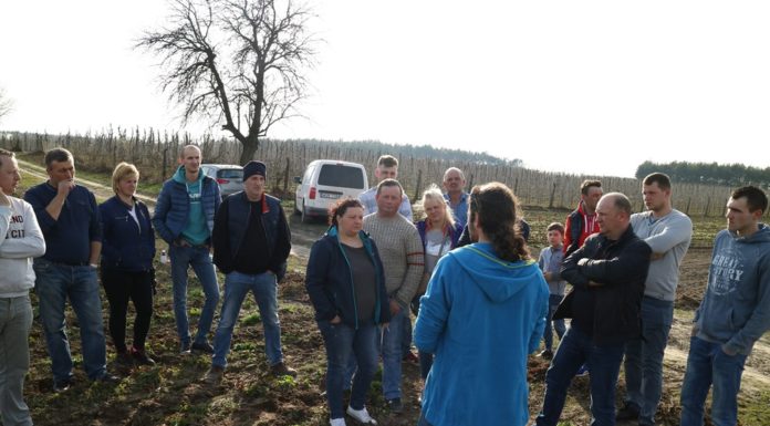 Wiosenne zalecenia dla truskawek