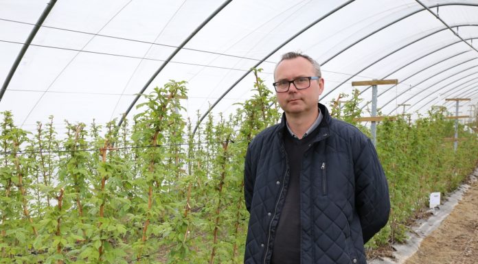 Nawożenie malin na starcie – Malinowe Factory 2017