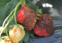 Precyzyjnie w ANTRAKNOZĘ owoców truskawki. „Zero pozostałości”