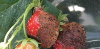 Precyzyjnie w ANTRAKNOZĘ owoców truskawki. „Zero pozostałości”