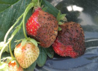 Precyzyjnie w ANTRAKNOZĘ owoców truskawki. „Zero pozostałości”