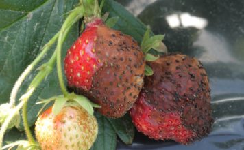 Precyzyjnie w ANTRAKNOZĘ owoców truskawki. „Zero pozostałości”