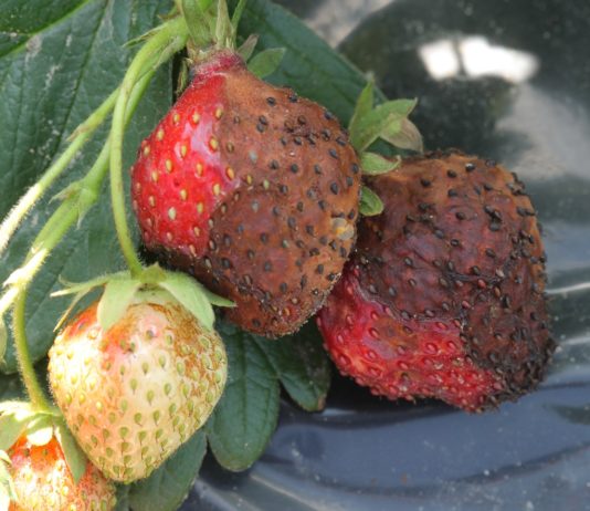 Precyzyjnie w ANTRAKNOZĘ owoców truskawki. „Zero pozostałości”