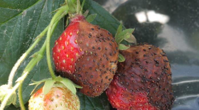 Precyzyjnie w ANTRAKNOZĘ owoców truskawki. „Zero pozostałości”