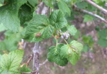 Komunikat jagodowy BCS nr. 1