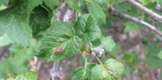 Komunikat jagodowy BCS nr. 1