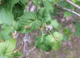 Komunikat jagodowy BCS nr. 1