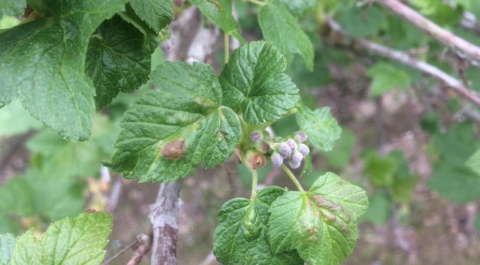 Komunikat jagodowy BCS nr. 1