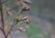 Borówka amerykańska – ochrona przed szkodnikami i chorobami (cz. I)
