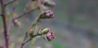 Komunikat jagodowy -Agrosimex, z dnia 10.04.2019 – ochrona przed kwitnieniem