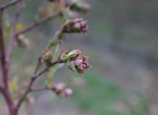 Borówka amerykańska – ochrona przed szkodnikami i chorobami (cz. I)