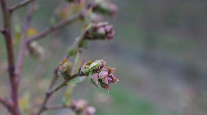 Borówka amerykańska – ochrona przed szkodnikami i chorobami (cz. I)