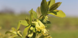 Jagoda kamczacka – pełnia kwitnienia