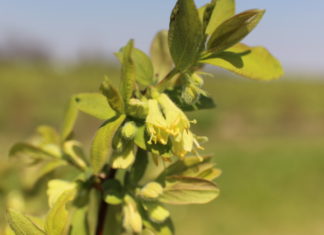 Jagoda kamczacka – pełnia kwitnienia