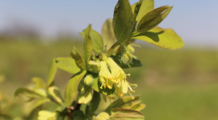 Jagoda kamczacka – pełnia kwitnienia