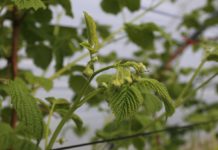 Nawożenie krzemem. Czy warto?